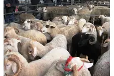 Koyun Keçi Çiçek Hastalığı Belirtileri ve Tedavisi