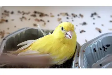 Kanarya Çiçek Hastalığı Belirtileri ve Tedavisi