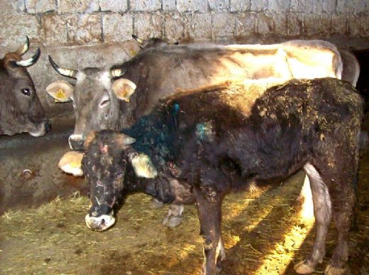 Hayvanlarda Çiçek Hastalığı Belirtileri ve Tedavisi