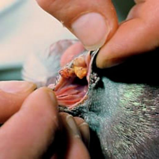 Kuşlarda Çiçek Hastalığı Belirtileri ve Tedavisi